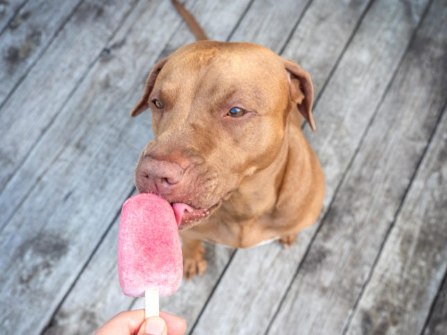 Brauner Hund schleckt an einem rosafarbenen Hundeeis am Stiel, das von einer Person gehalten wird.