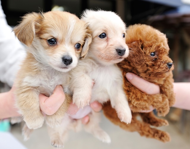 Drei Hundewelpen als Inspiration für die Auswahl weiblicher Hundenamen