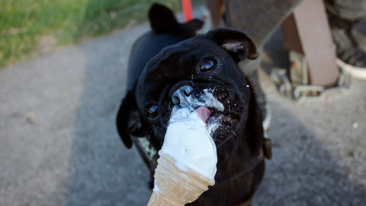 Schwarzer Hund schleckt an einer Waffel mit speziell für Hunde geeignetem Eis.