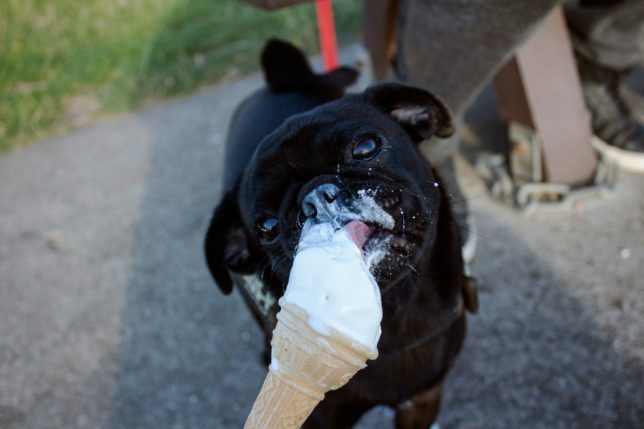 Schwarzer Hund schleckt an einer Waffel mit speziell für Hunde geeignetem Eis.