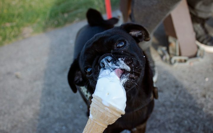 Schwarzer Hund schleckt an einer Waffel mit speziell für Hunde geeignetem Eis.