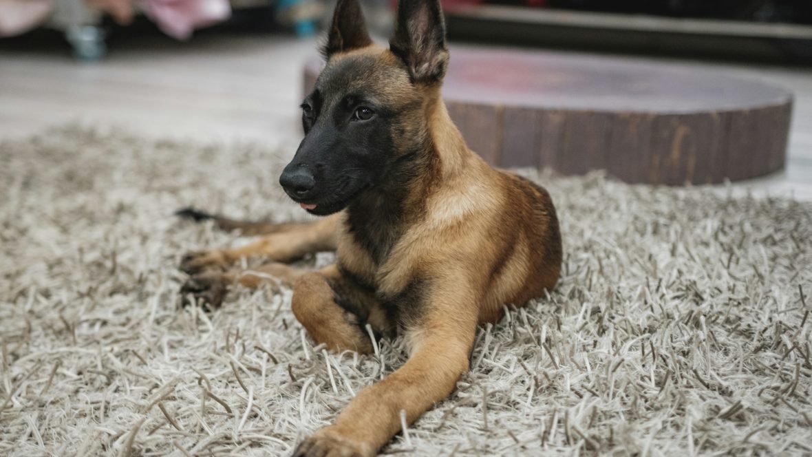 Belgische Schäferhund-Hündin als Hero-Bild für den Ratgeber über weibliche Hundenamen