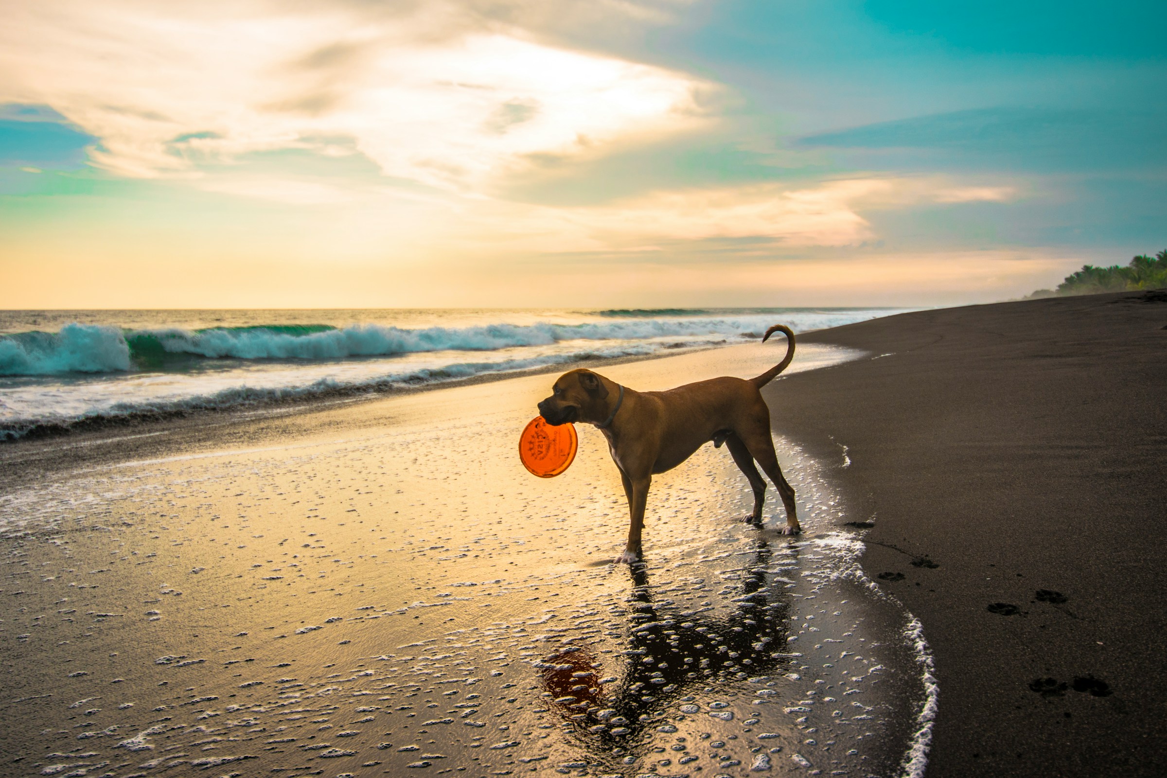 Hund mit orangefarbener Frisbee am Strand bei Sonnenuntergang während eines Urlaubs mit Hund