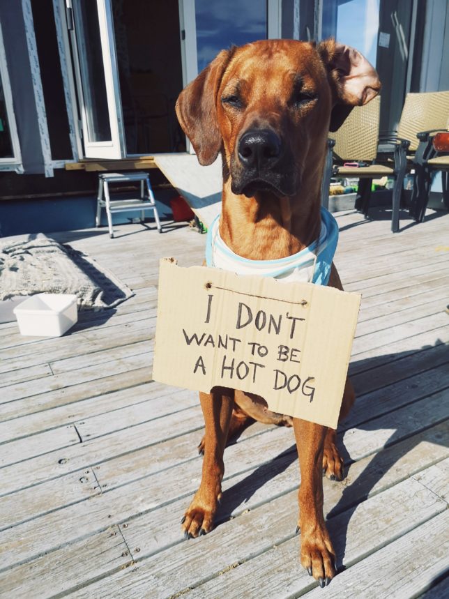 Brauner Hund sitzt in der Sonne und trägt ein Schild mit der Aufschrift „I don’t want to be a hot dog“.