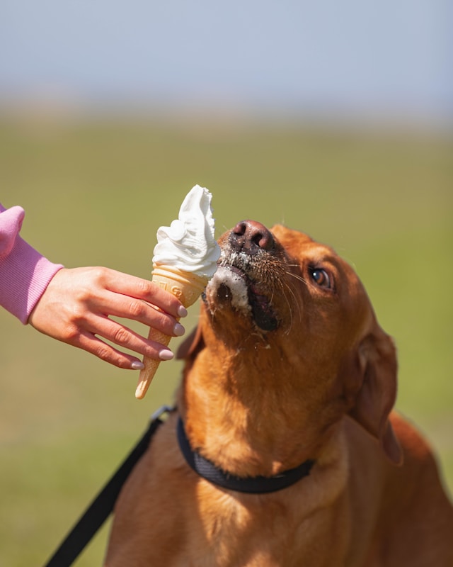 Brauner Hund schleckt an einer Eiswaffel mit hundegeeignetem Eis, die von einer Person gehalten wird.