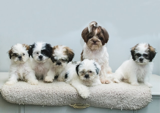 Kleine Hundewelpen als Inspiration für seltene weibliche Hundenamen